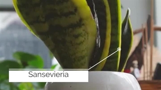 5 تا از محبوب ترین گیاهان آپارتمانی را بشناسید