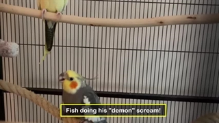 نکات جالب درباره صدای عروس هلندی که شاید نمی‌دانستید