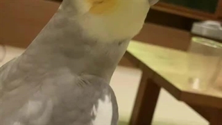 عروس هلندی طرفدار انیمه ماشل