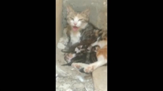 مستند کوتاه مادرانه محصول سال ۱۳۹۸