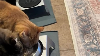 معرفی و بررسی بهترین غذای گربه در تکنومیت