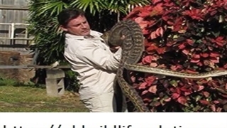 Feral Cat Traps Cairns