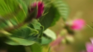 عطر گل محمدی اصل کاشان،خوشبویی و سلامتی در یک شیشه!