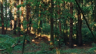 فیلم کوتاه آواز بوش واکری دوبله فارسی با صدای یاسر حقایق امین