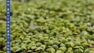 کنه کش گیاهی ماریا پرو از شرکت طوبایو