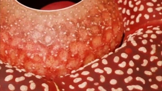 5 تا از کمیاب ترین و عجیب ترین گیاهان جهان