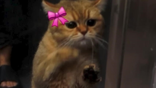 برای اولین بار گربه مو بردیم حموم | باور نمیکنید فی‌فی چیکار کرد!!؟ (ختن)