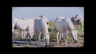 شیدای سیمرغ