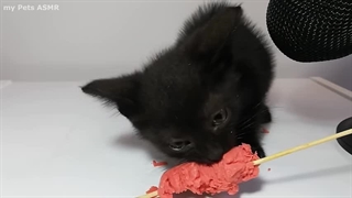 موکبانگ با بچّه گوربا