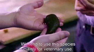 پرورش زالو در انگلستان |صنعت زالو ایران