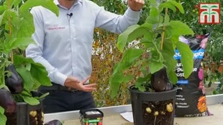 How to grow Egg & Chips™ Plants with Thompson & Morgan