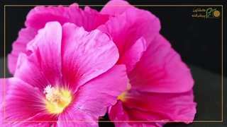 سفری به دنیای زیبای گل ختمی؛ تماشای طبیعت با موسیقی دل‌نشین