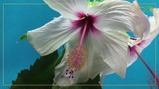 سفری آرامش‌بخش به دنیای گل‌های هیبسکوس؛ ترکیب زیبایی طبیعت و موسیقی دل‌نشین