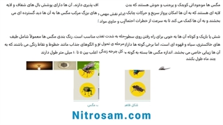 خرید سم مگس - سم مگس قوی