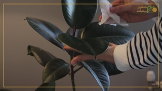 گل فیکوس: زیبایی بی‌نهایت آموزش تکثیر ساده با موسیقی دلنشین