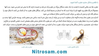 خرید سم عقرب کش - سم عقرب کش قوی