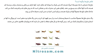 خرید سم ملخ - سم ملخ قوی