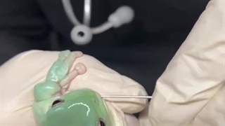 عجایب قورباغه