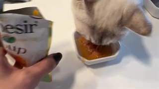 راهنمای انتخاب غذای گربه