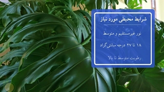 معرفی گیاه برگ انجیری: نگهداری آسان با ویدیو زیبا و موسیقی زیبا