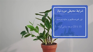 نحوه نگهداری از گیاه زاموفیلیا | شرایط پرورش و مراقبت از زاموفیلیا