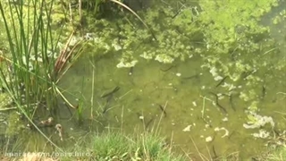 پرورش زالو در ترکیه به سبک گلخانه ای |صنعت زالو ایران