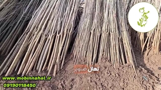 نهال صنوبر چند ساله در سایز های مختلف