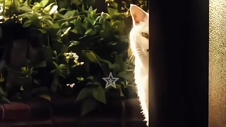 ʟᴏᴠᴇʟʏ ᴍᴀɴ(میازاکی)