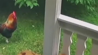 (⁠๑⁠•⁠﹏⁠•⁠)⁩بچم داره رد میده