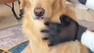 دستکش پرزگیر گربه و سگ