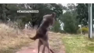 منو دادام هر روز بی دلیل