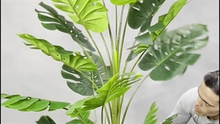 خرید درختچه مصنوعی برگ انجیری مانسترا ۱.۸ متری | زیبایی طبیعی بدون نیاز به نگهداری 