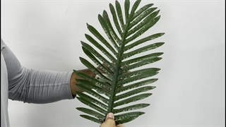 خرید برگ مصنوعی نخل | خرید آنلاین برگ‌های طبیعی و باکیفیت 