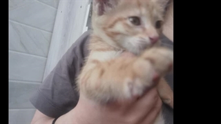 گربه جدیدمو ببینید بچم خیلی جیغ جیغوعه (اسمش ب نظرتون چیه؟ راهنمایی ت کپ)