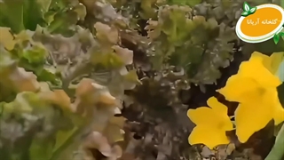 کاهو فرانسوی؛ سبزی لوکس با خواص شگفت‌انگیز برای بدن!