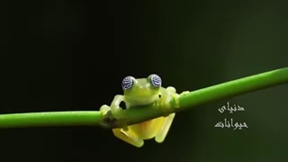 عجیب ترین و خطرناک ترین حیوانات جنگل های آمازون - آیا این حیوانات را از نزدیک دیده اید؟