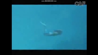 Real Mermaid found
