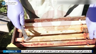 "روش‌های مؤثر برخورد با زنبورهای بدرفتار: راهنمای زنبورداری"