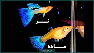 راهنمای کامل نگهداری ماهی گوپی | انتخابی رنگارنگ برای آکواریوم شما