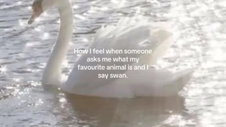 ``The beauty of swans . . . ♡``