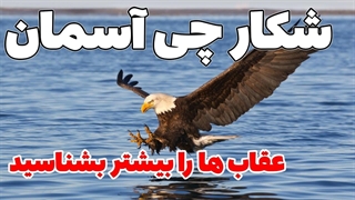 عقاب ها را بیشتر بشناسید - درباره عقاب ها و زندگی آنها چه میدانید ؟ عقاب شکارچی آسمان