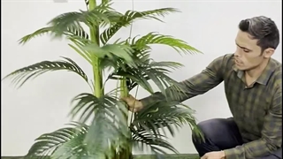 درختچه مصنوعی نخل کنتیا ۱.۷ متری | سبز تیره و روشن 