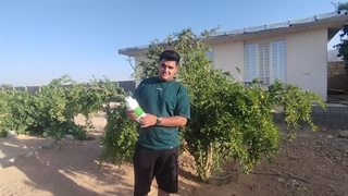 استفاده آقای یاشار امیدوار از سم کرم گلوگاه انار بادرام تاج ( badramtaj ) در شیراز