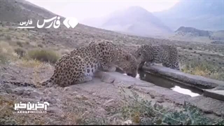 جست‌وخیز پلنگ ایرانی و ۲ توله‌اش در پارک ملی بموی استان فارس