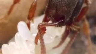 بررسی کامل دستگاه دفع حشرات: تکنولوژی نوین برای مقابله با آفات خانگی