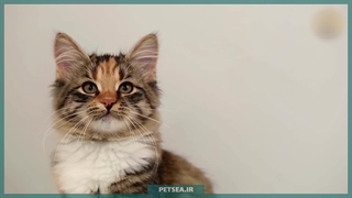 گربه سیبرین (سیبری) | پشمالوی دوست‌داشتنی با قلبی گرم در سرمای روسیه