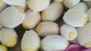 فوم توری بسته بندی ملون | فوم توری رنگی 09190993466