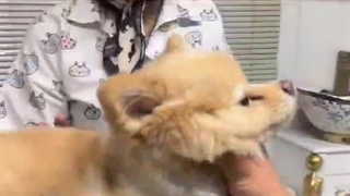 بیمارستان تخصصی دامپزشکی و هتل پانسیون اورانوس