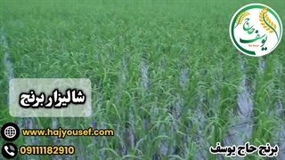 وجین و پنجه‌زنی؛ مرحله کلیدی در کیفیت نهایی برنج