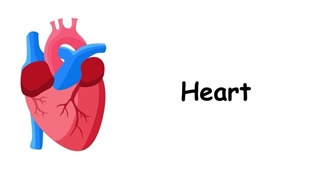 ارگان های داخلی بدن به انگلیسی